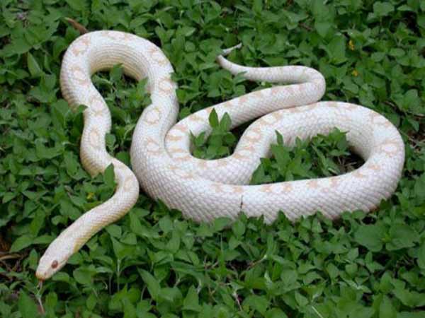 Nằm mơ thấy rắn màu trắng là điềm gì?