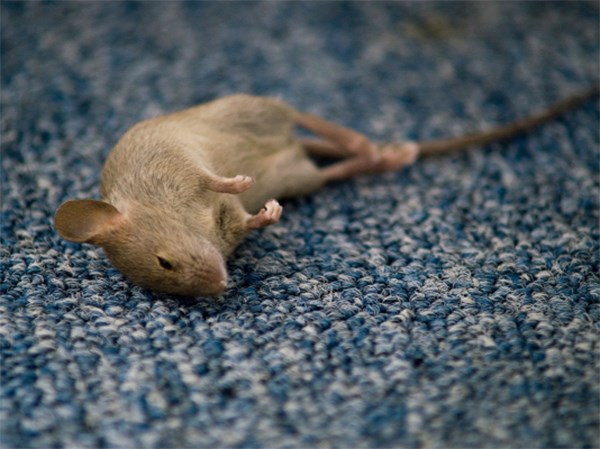 Mơ thấy chuột chết đánh số mấy, có ý nghĩa như nào?