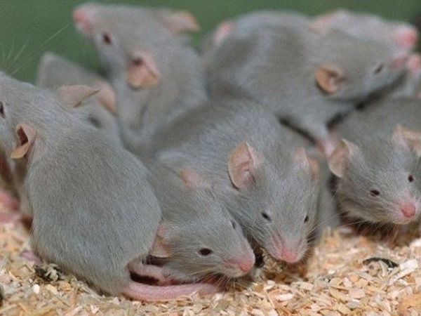 Mơ thấy nhiều chuột đánh con gì, báo mộng điềm gì?