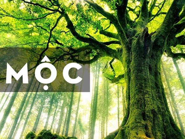 Mệnh Mộc 1958 hợp số nào khai vận hanh thông?