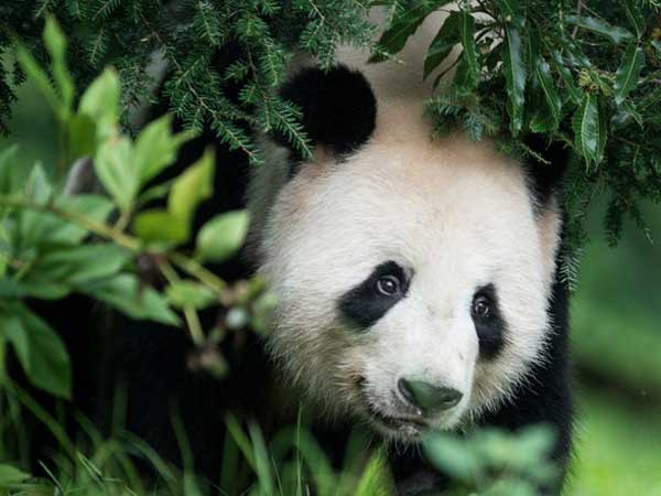 Giải mã giấc mơ thấy gấu trúc và ý nghĩa cụ thể