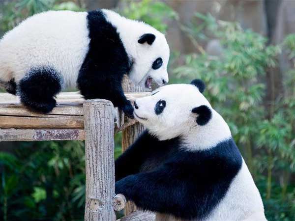 Mơ thấy gấu trúc con