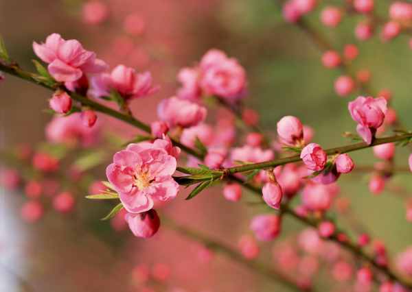 Mơ thấy hoa đào có phải tín hiệu đổi vận công danh?