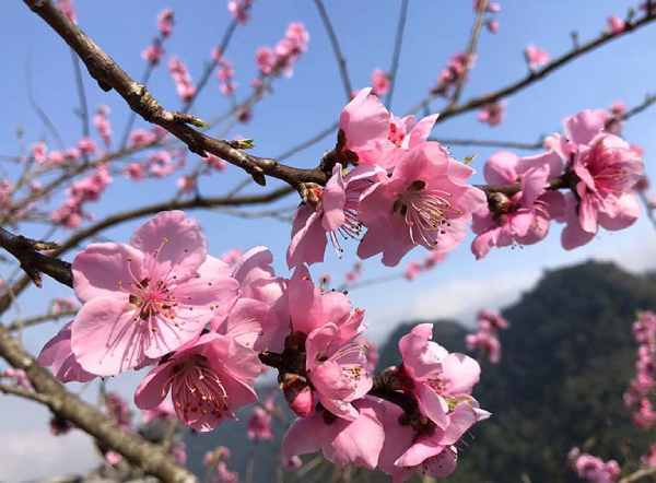 Luận giải giấc mơ thấy ai đó tặng hoa đào cho bạn