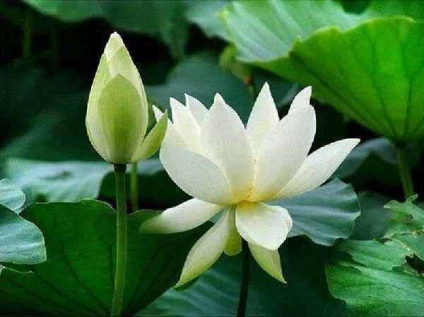Mơ thấy được người khác tặng hoa sen trắng