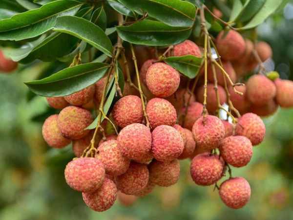 Chiêm bao thấy mình ăn quả vải chín đỏ