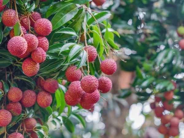 Mơ thấy quả vải bị hỏng hoặc thối