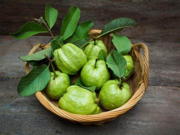 Liệu mơ thấy quả ổi là điềm may mắn hay cảnh báo sớm?