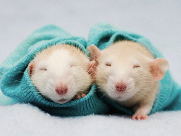 Cách hóa giải vận xui khi nằm mơ thấy 2 con chuột