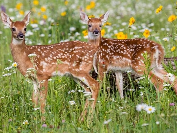 Nằm mộng thấy 2 con nai đang ăn cỏ
