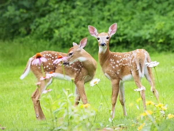 Giải mã nằm mơ thấy 2 con nai là điềm gì, lành hay dữ?