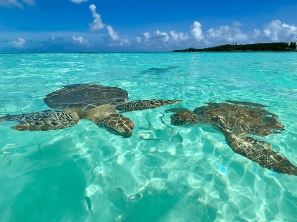 Nằm mơ thấy 2 con rùa vàng, 2 con rùa lớn là điềm gì?