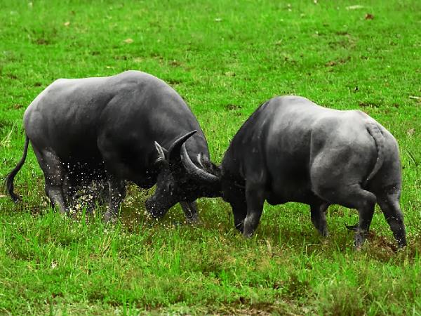 Mơ thấy 2 con trâu húc nhau