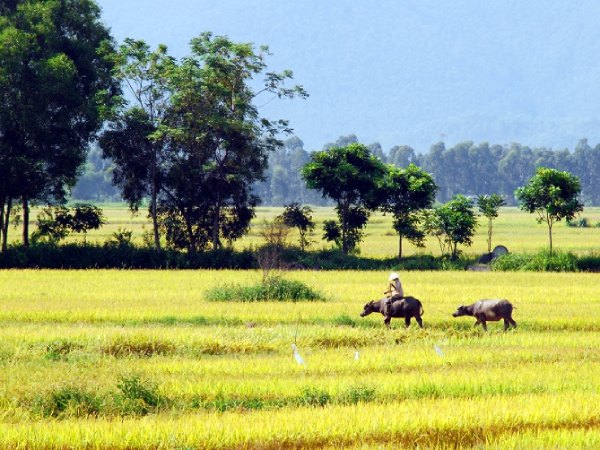 Cách hóa giải vận xui khi nằm mơ thấy 2 con trâu