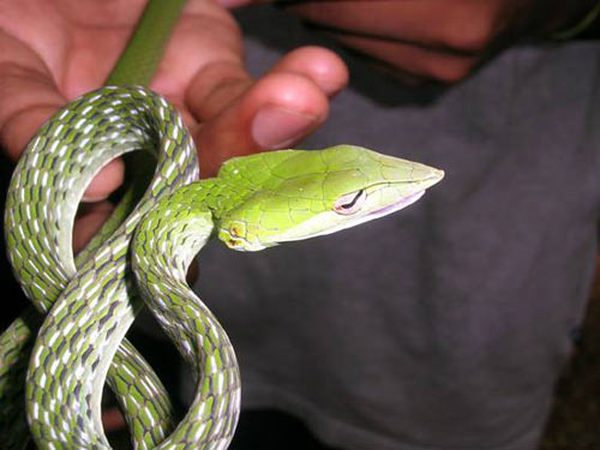 Nằm mơ thấy rắn màu xanh có số gì may mắn phát tài Nằm mơ thấy rắn màu xanh có số gì may mắn phát tài