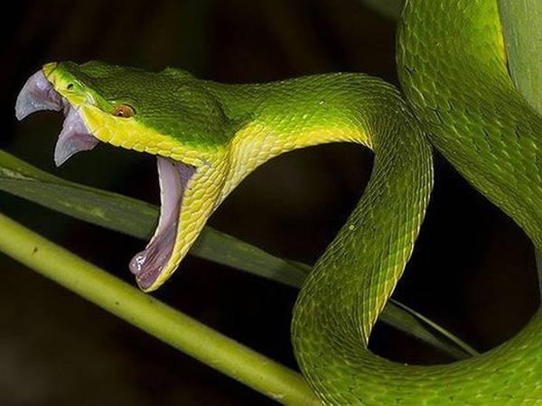 Nằm mơ thấy rắn màu xanh có số gì may mắn phát tài Nằm mơ thấy rắn màu xanh có số gì may mắn phát tài