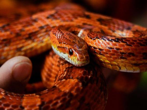 Nằm mơ thấy rắn đỏ cắn vào tay