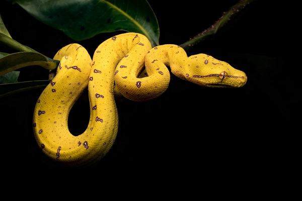 Mơ thấy rắn màu vàng ăn mồi hoặc săn mồi