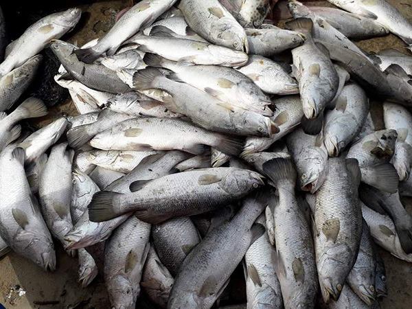 Nằm mơ thấy cá chết là điềm gì trong cuộc sống Nằm mơ thấy cá chết là điềm gì trong cuộc sống