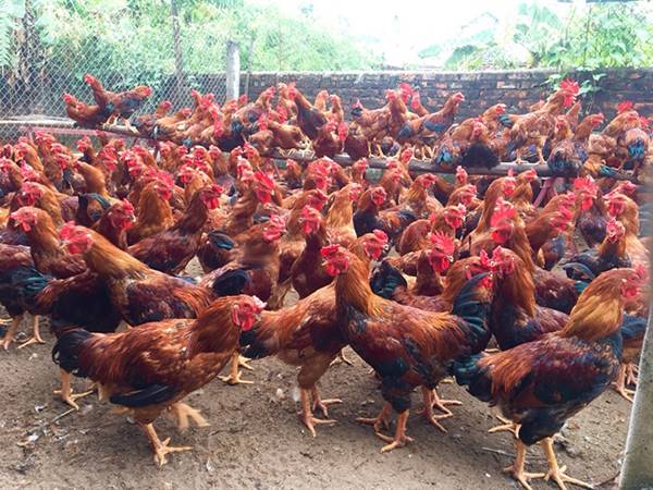 Mơ thấy đàn gà là điềm gì, số mấy mang lại tài lộc?