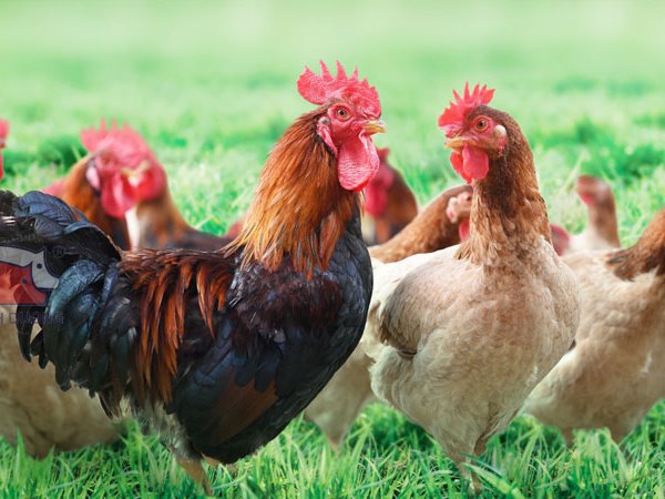 Mơ thấy đàn gà là điềm gì, số mấy mang lại tài lộc?