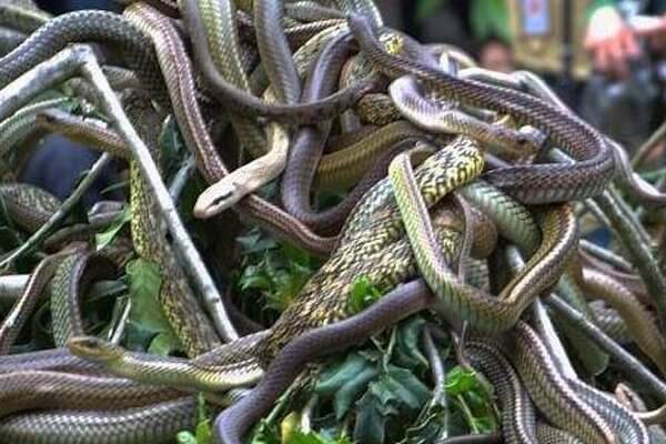 Đừng xem thường! Nằm mơ thấy đàn rắn là điềm gì thật sự?