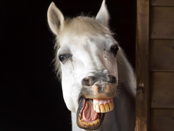 Nằm mơ thấy ngựa là điềm gì, con gì mang đến tài lộc?