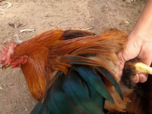 Nằm mơ thấy bắt gà số mấy đẹp nhất, là điềm báo gì?