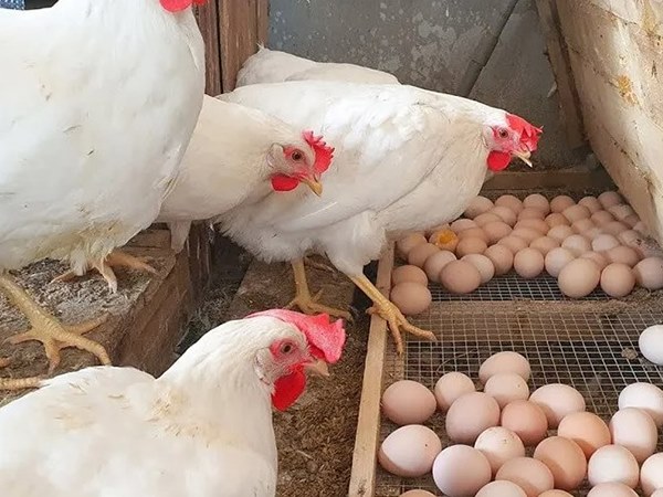 Nằm mơ thấy gà đẻ trứng là điềm gì, ý nghĩa ra sao?