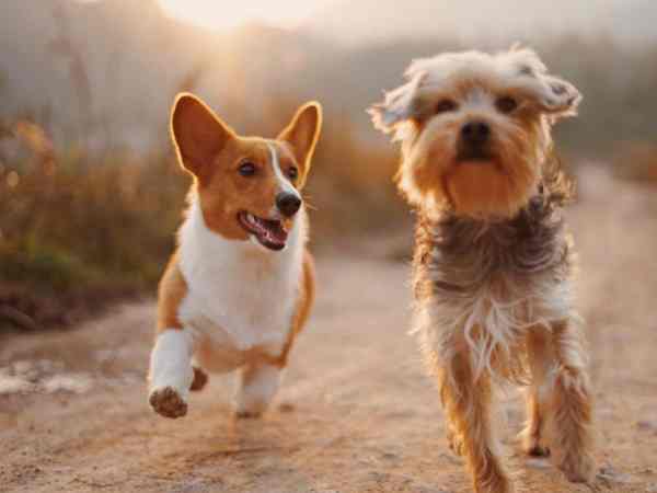 Nằm mơ thấy 2 con chó có con gì may mắn vượng phát Nằm mơ thấy 2 con chó có con gì may mắn vượng phát