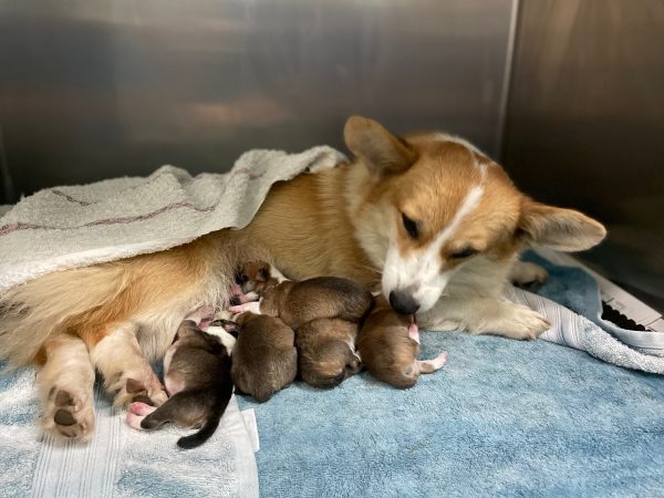 Mộng thấy chó lạ đẻ trong nhà mình