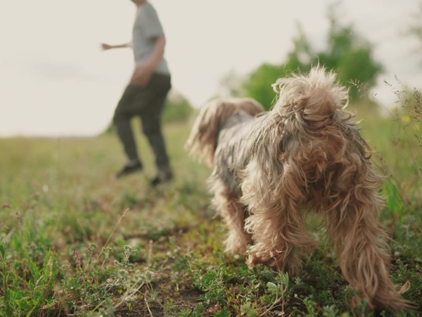 Nằm mơ thấy chó đuổi là điềm gì, con số gì giải đen?
