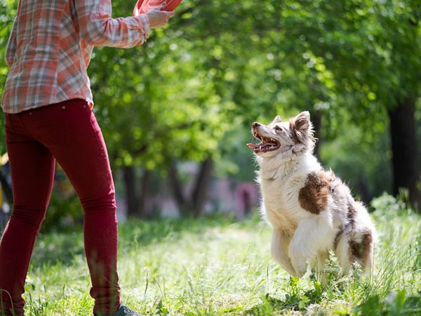 Nằm mơ thấy chó đuổi là điềm gì, con số gì giải đen?