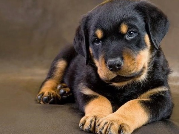 Nằm mơ thấy chó đen là điềm gì, có phải chuyện xấu?