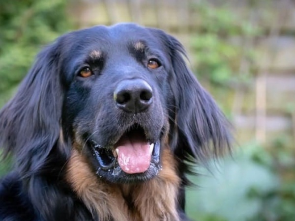 Nằm mơ thấy chó đen là điềm gì, có phải chuyện xấu?