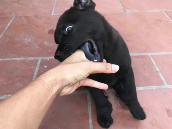 Nằm mơ thấy chó đen cắn là điềm gì, con gì đổi vận?