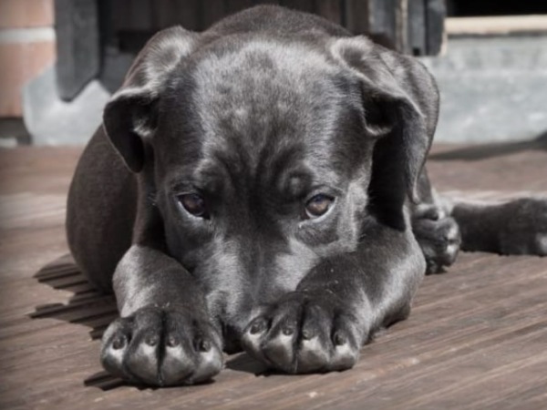 Nằm mơ thấy chó đen vào nhà là điềm báo gì, con gì chuẩn?