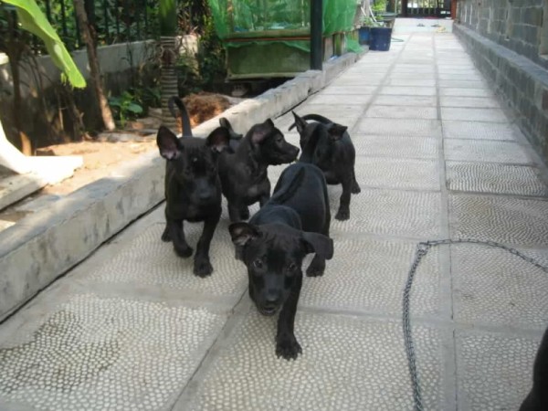 Nằm mơ thấy chó đen vào nhà là điềm báo gì, con gì chuẩn?