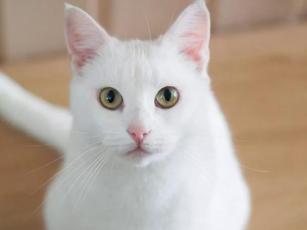 Mèo trắng có ý nghĩa gì trong phong thủy?