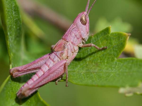 Tổng quan và ý nghĩa phong thủy của con châu chấu