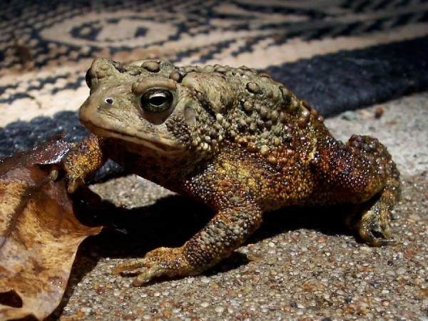 Giải mã giấc mơ con cóc đánh số mấy theo từng trường hợp cụ thể