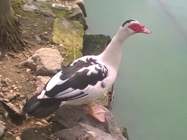 Con ngan là số mấy theo quan niệm dân gian?