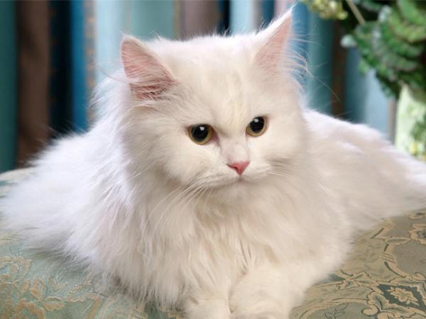 Mèo trắng số mấy