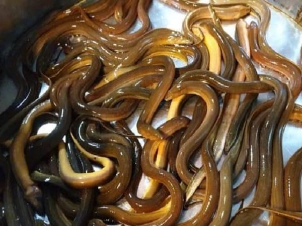 Giải mã chi tiết các giấc mơ thấy nhiều lươn