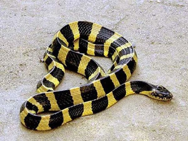 Nằm mơ thấy rắn cạp nong có con gì phát tài phát lộc