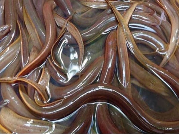 Nằm mơ thấy nhiều lươn là tốt hay xấu?