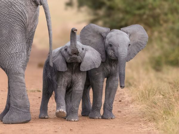 Mơ thấy đàn voi