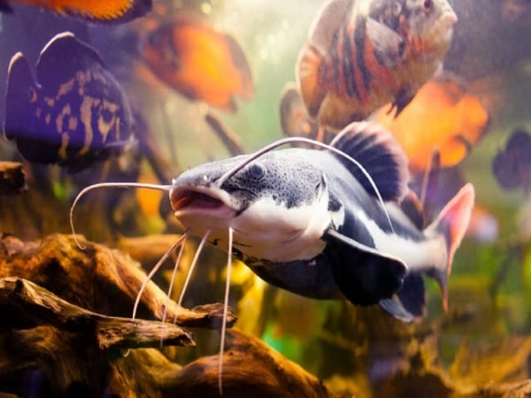 Cá trê số mấy theo quan niệm dân gian?