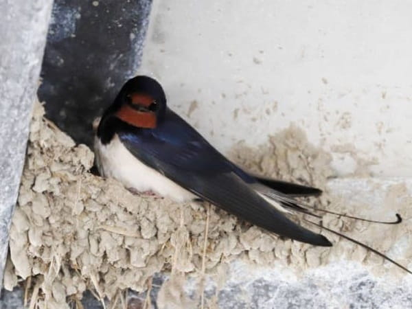 Chim én là số mấy theo quan niệm dân gian?