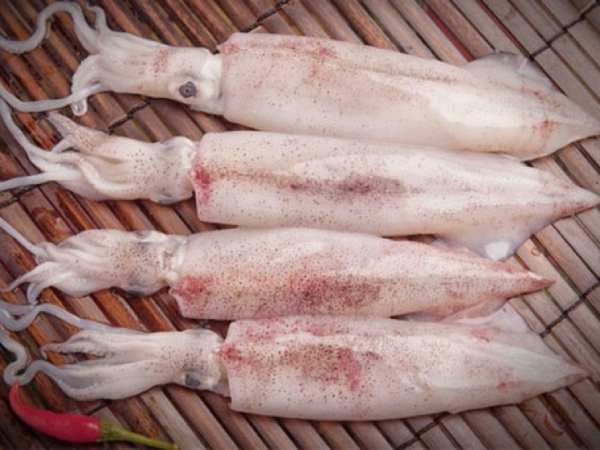 Ý nghĩa của con mực trong văn hóa tâm linh?